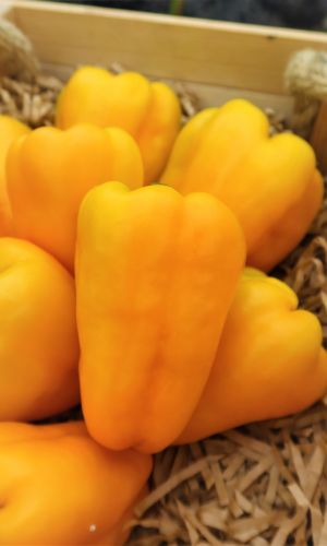 Перец ЗОЛОТОЙ ЗАПАС &mdash; Плоды сладкие, сочные, очень вкусные! Для консервирования и замораживания! Высокая урожайность!