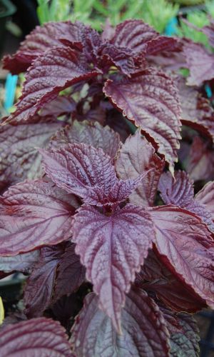 Перилла овощная АКАЖИСО РЕД &mdash; Высокое содержание витамина А и каротина! Для диетического питания!