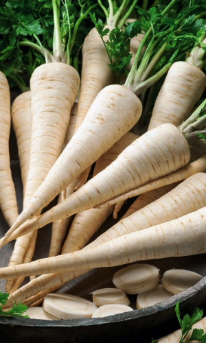 Петрушка корневая АЛБА