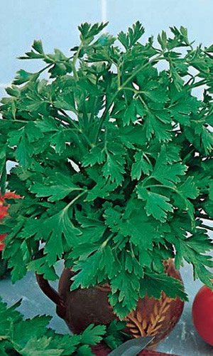 Петрушка листовая БЫСТРООТРАСТАЮЩАЯ