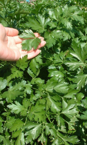 Петрушка листовая ИТАЛЬЯНСКИЙ ГИГАНТ