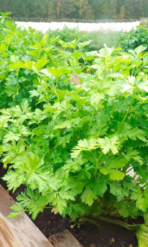 Петрушка листовая КАРНАВАЛ