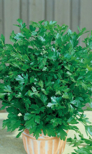 Петрушка листовая НЕЖНОСТЬ