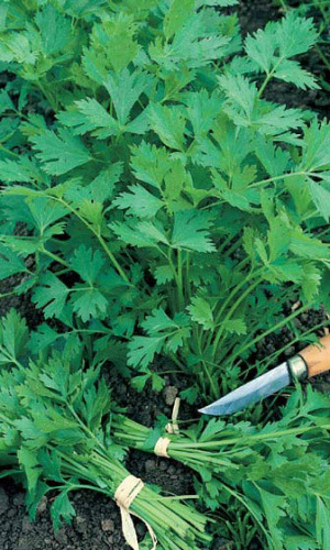 Петрушка универсальная БОГАТЫРЬ