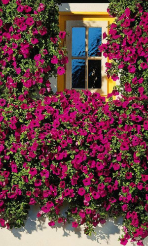 Петуния ампельная ЛАВИНА ПУРПУРНАЯ F1