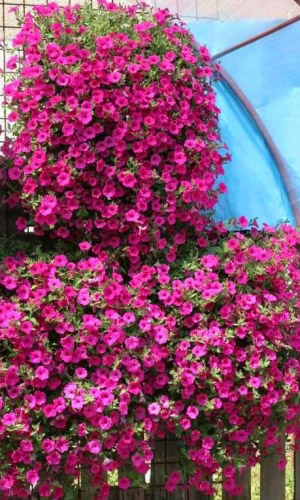 Петуния ампельная ПАРПЛ ВЕЛЬВЕТ F1