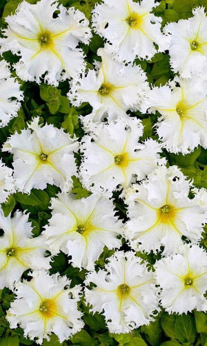 Петуния АФРОДИТА БЕЛАЯ бахромчатая