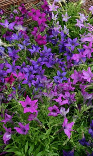 Петуния БЕНГАЛЬСКИЕ ОГНИ