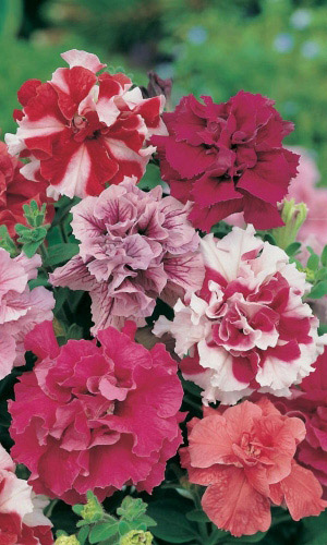 Петуния ГЛОРИАЗА F1