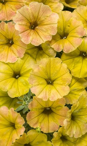 Петуния крупноцветковая ДОЛЬЧЕ ЛИМОНЧЕЛЛО F1