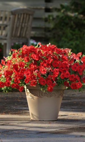 Петуния крупноцветковая КАПРИ F1 ФЛАМИНГО