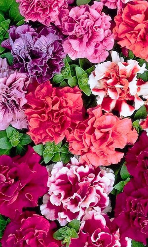 Петуния АРТИСТ махровая