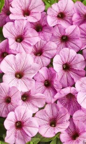 Петуния мини многоцветковая ПЕНДОЛИНО РОУЗ АЙС F1