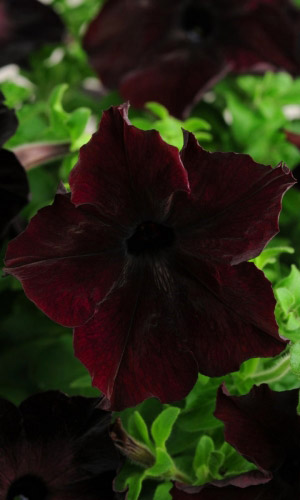 Петуния СОФИСТИКА БЛЕКБЕРРИ