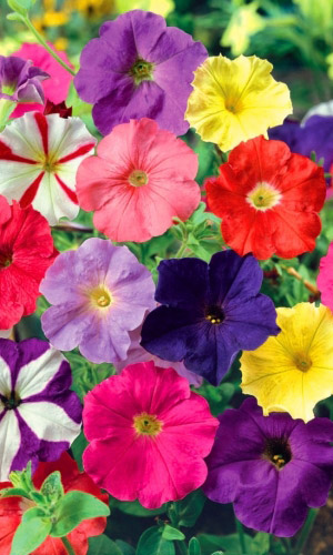 Петуния ЗАПОВЕДНЫЕ САМОЦВЕТЫ F2