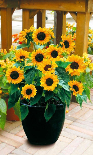 Подсолнечник БАМБИНО