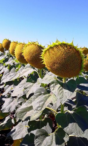 Подсолнечник САХАРНЫЙ ГИГАНТ