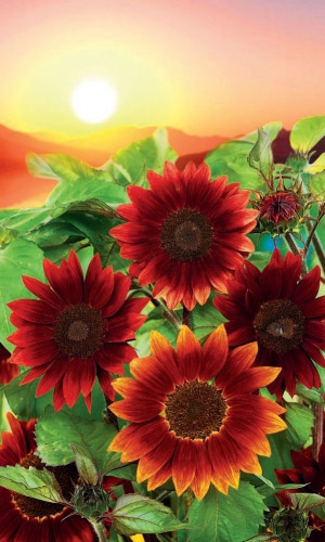 Подсолнечник СОЛНЕЧНЫЙ ЗАКАТ