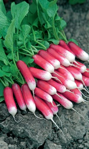 Редис ДЖИГИТ