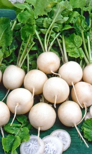 Редис ЭРТАПИШАР