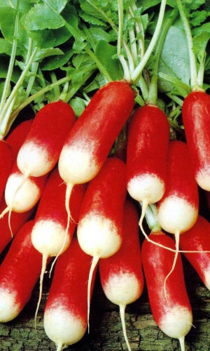 Редис ФРАНЦУЗСКИЙ ПОЦЕЛУЙ