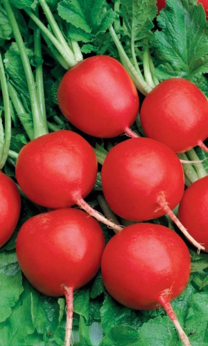 Редис ГЕНЕРАЛЬСКИЙ