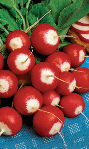 Редис ИЗАБЕЛЬ