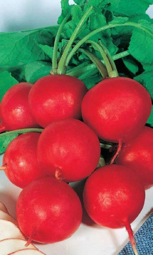 Редис СЕКРЕТ КЛЕОПАТРЫ F1