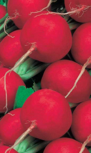 Редис КРИМСОН ГИГАНТ ГЛОБ