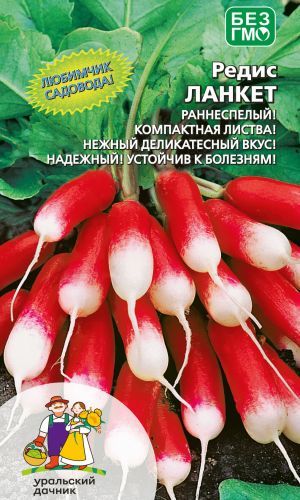 Редис ЛАНКЕТ &mdash; Компактная листва и нежный, деликатесный вкус – делают его любимчиком садоводов! Надёжный!