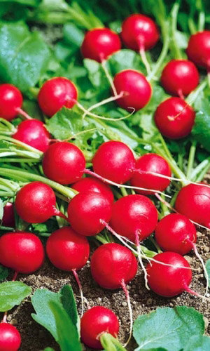 Редис САХАРНАЯ МОЛНИЯ F1