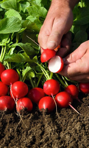 Редис САН САНЫЧ