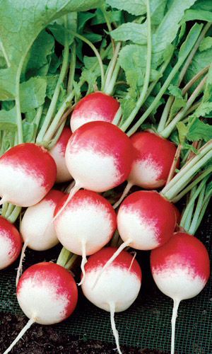 Редис ТЕПЛИЧНЫЙ