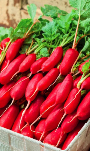 Редис ТУРИН