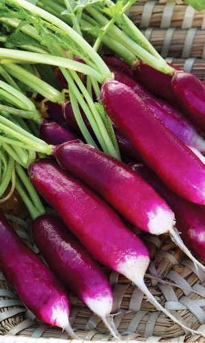 Редис ВЕДЬМИНЫ ПАЛЬЦЫ