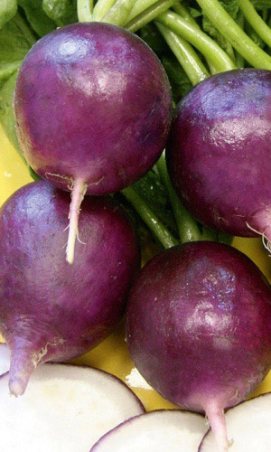 Редис ВИОЛЕТТА