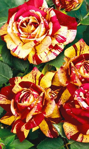 Роза ЧЕЛЯБИНСКИЙ МЕТЕОРИТ