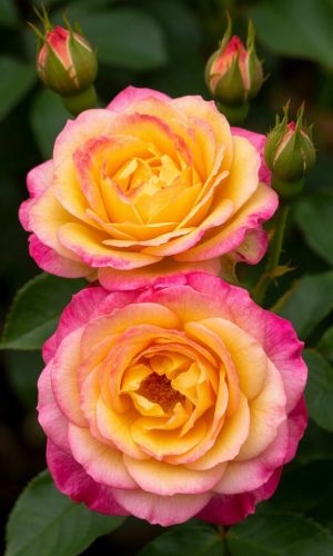 Роза КОРДЕС ДЖУБИЛИ