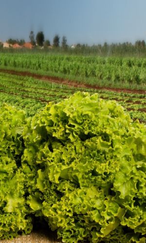 Салат ГРАНД РАПИДС