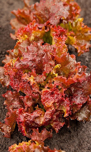 Салат КРАСНАЯ ЗВЕЗДА