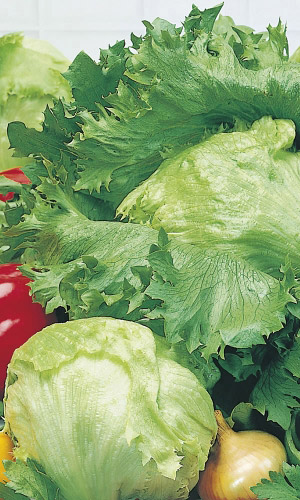 Салат КРУПНОКОЧАННЫЙ