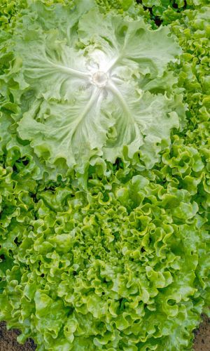 Салат ЛИФЛИ