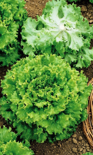 Салат МАМА МИЯ