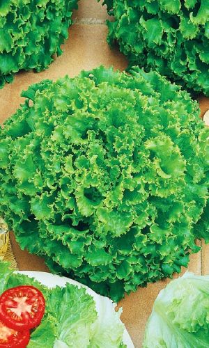 Салат РИЖСКИЙ