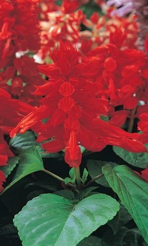 Сальвия ОГНЕННОЕ ПЛАМЯ