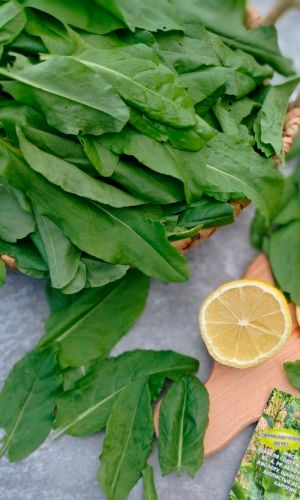 Щавель ЛИМОННЫЙ