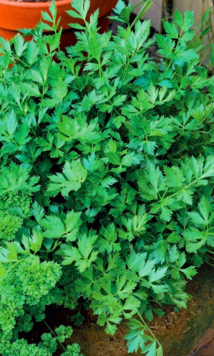 Сельдерей листовой САМУРАЙ