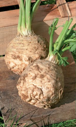 Сельдерей корневой САХАРНЫЙ ГИГАНТ