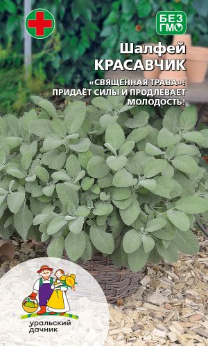 Шалфей КРАСАВЧИК