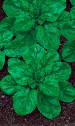 Шпинат КРЕПЫШ